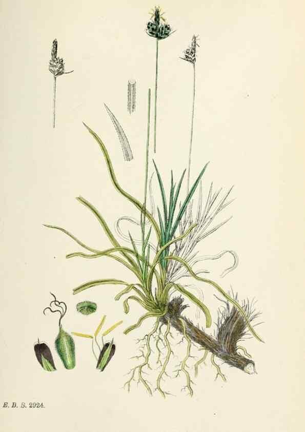 Reproducción/Reproduction 48750202723: English botany, or, Coloured figures of British plants /. London :R. Hardwicke,1863-1886.. 