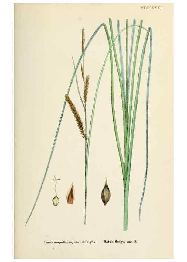 Reproducción/Reproduction 48750728847: English botany, or, Coloured figures of British plants /. London :R. Hardwicke,1863-1886.. 