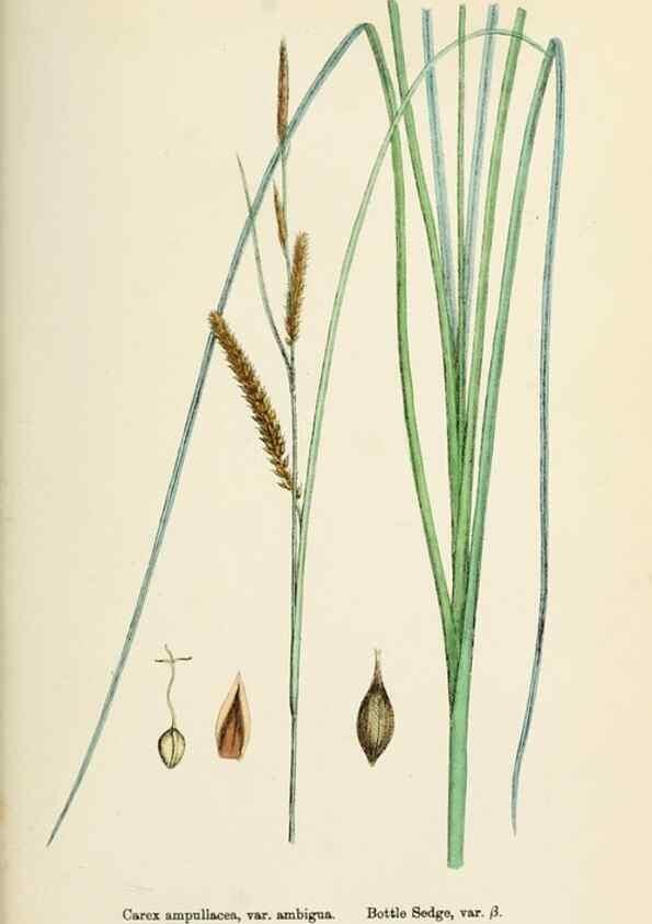Reproducción/Reproduction 48750728847: English botany, or, Coloured figures of British plants /. London :R. Hardwicke,1863-1886.. 