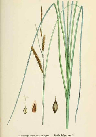 Reproducción/Reproduction 48750728847: English botany, or, Coloured figures of British plants /. London :R. Hardwicke,1863-1886.. 