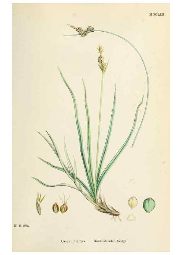 Reproducción/Reproduction 48750530736: English botany, or, Coloured figures of British plants /. London :R. Hardwicke,1863-1886.. 