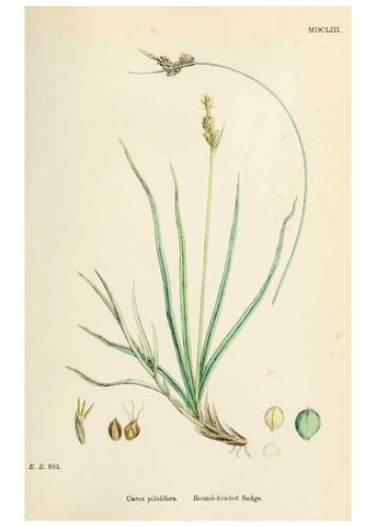 Reproducción/Reproduction 48750530736: English botany, or, Coloured figures of British plants /. London :R. Hardwicke,1863-1886.. 