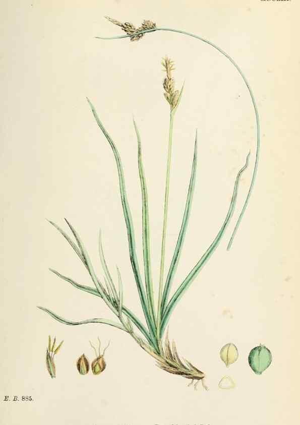 Reproducción/Reproduction 48750530736: English botany, or, Coloured figures of British plants /. London :R. Hardwicke,1863-1886.. 