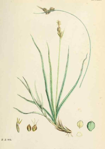 Reproducción/Reproduction 48750530736: English botany, or, Coloured figures of British plants /. London :R. Hardwicke,1863-1886.. 