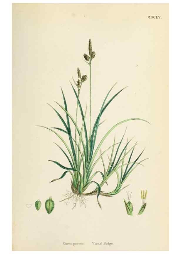 Reproducción/Reproduction 48750203823: English botany, or, Coloured figures of British plants /. London :R. Hardwicke,1863-1886.. 