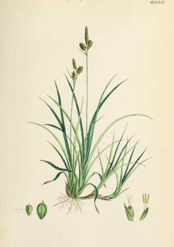 Reproducción/Reproduction 48750203823: English botany, or, Coloured figures of British plants /. London :R. Hardwicke,1863-1886.. 