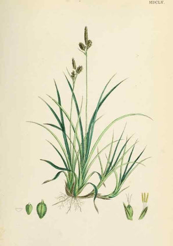 Reproducción/Reproduction 48750203823: English botany, or, Coloured figures of British plants /. London :R. Hardwicke,1863-1886.. 