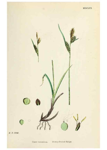 Reproducción/Reproduction 48750204218: English botany, or, Coloured figures of British plants /. London :R. Hardwicke,1863-1886.. 