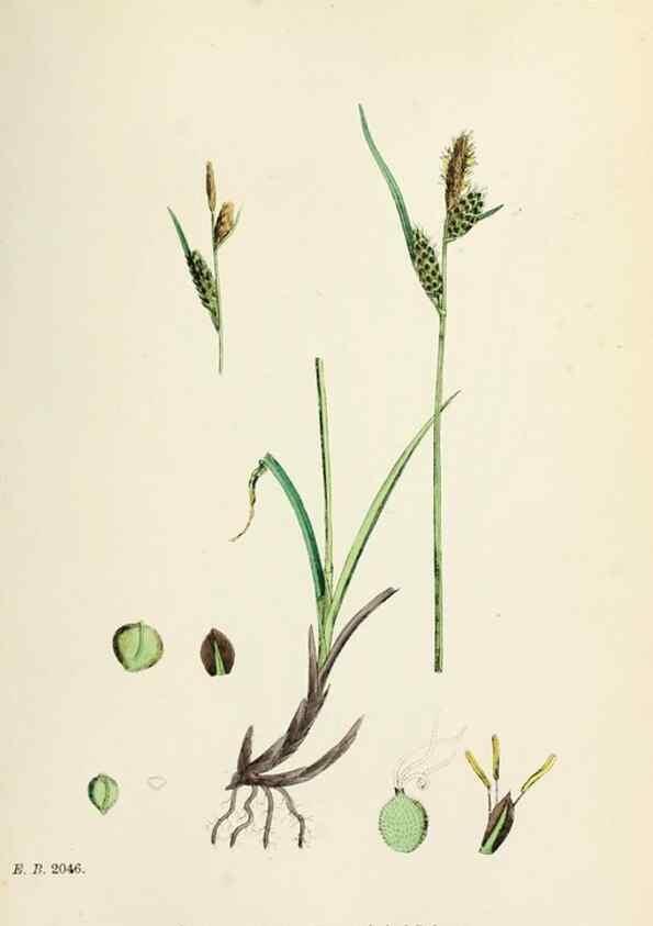 Reproducción/Reproduction 48750204218: English botany, or, Coloured figures of British plants /. London :R. Hardwicke,1863-1886.. 