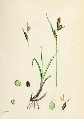 Reproducción/Reproduction 48750204218: English botany, or, Coloured figures of British plants /. London :R. Hardwicke,1863-1886.. 