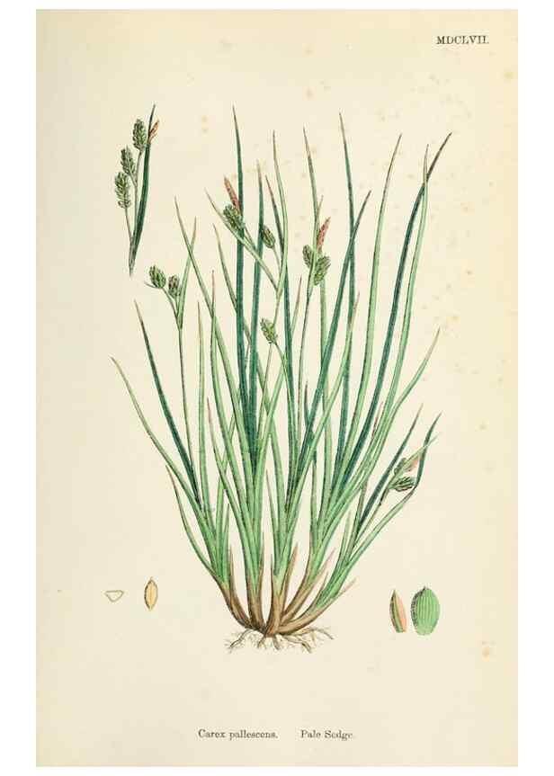 Reproducción/Reproduction 48750532061: English botany, or, Coloured figures of British plants /. London :R. Hardwicke,1863-1886.. 
