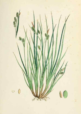 Reproducción/Reproduction 48750532061: English botany, or, Coloured figures of British plants /. London :R. Hardwicke,1863-1886.. 