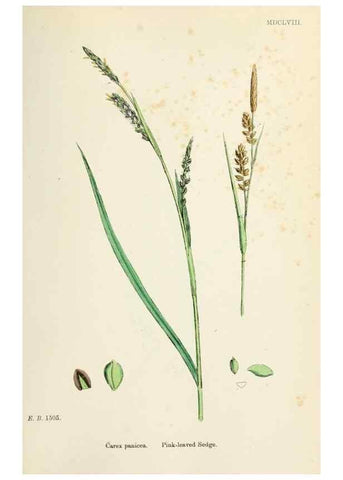 Reproducción/Reproduction 48750532526: English botany, or, Coloured figures of British plants /. London :R. Hardwicke,1863-1886.. 