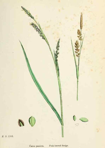 Reproducción/Reproduction 48750532526: English botany, or, Coloured figures of British plants /. London :R. Hardwicke,1863-1886.. 