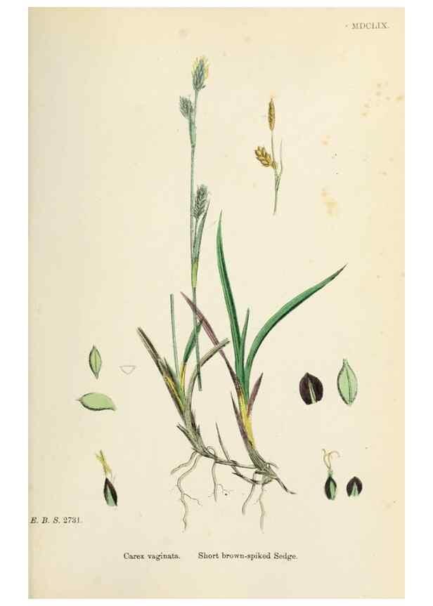 Reproducción/Reproduction 48750720452: English botany, or, Coloured figures of British plants /. London :R. Hardwicke,1863-1886.. 