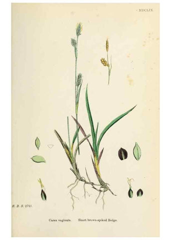Reproducción/Reproduction 48750720452: English botany, or, Coloured figures of British plants /. London :R. Hardwicke,1863-1886.. 
