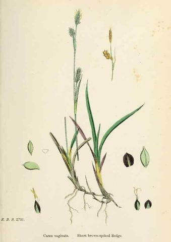 Reproducción/Reproduction 48750720452: English botany, or, Coloured figures of British plants /. London :R. Hardwicke,1863-1886.. 