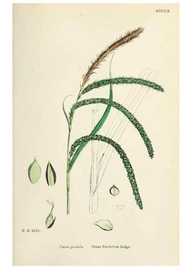 Reproducción/Reproduction 48750533366: English botany, or, Coloured figures of British plants /. London :R. Hardwicke,1863-1886.. 