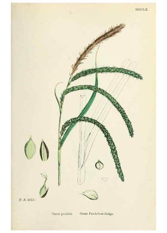 Reproducción/Reproduction 48750533366: English botany, or, Coloured figures of British plants /. London :R. Hardwicke,1863-1886.. 