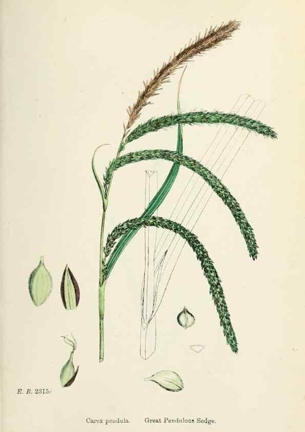 Reproducción/Reproduction 48750533366: English botany, or, Coloured figures of British plants /. London :R. Hardwicke,1863-1886.. 