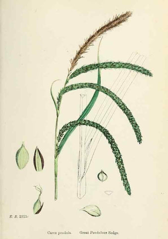Reproducción/Reproduction 48750533366: English botany, or, Coloured figures of British plants /. London :R. Hardwicke,1863-1886.. 