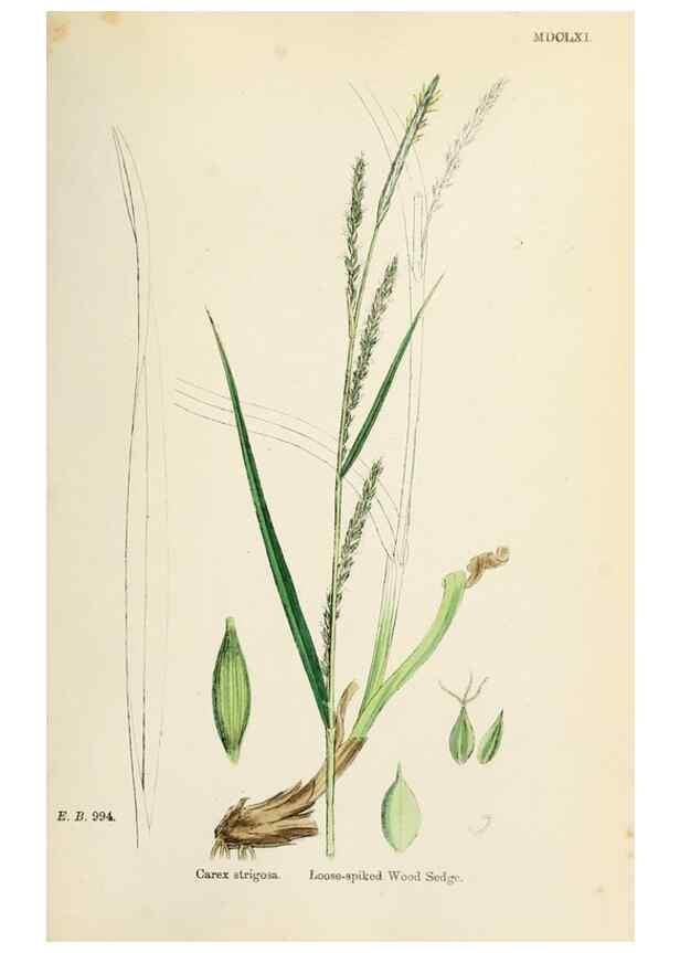 Reproducción/Reproduction 48750721117: English botany, or, Coloured figures of British plants /. London :R. Hardwicke,1863-1886.. 