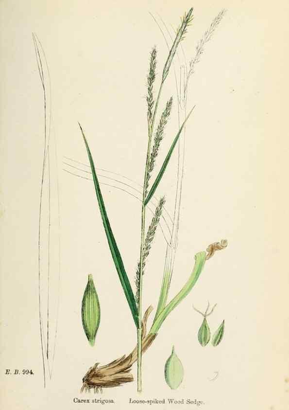 Reproducción/Reproduction 48750721117: English botany, or, Coloured figures of British plants /. London :R. Hardwicke,1863-1886.. 
