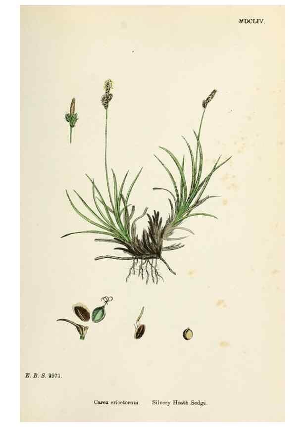 Reproducción/Reproduction 48750531106: English botany, or, Coloured figures of British plants /. London :R. Hardwicke,1863-1886.. 