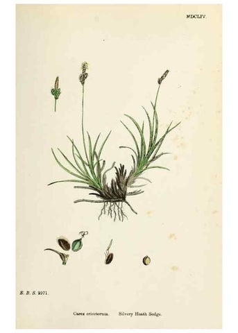 Reproducción/Reproduction 48750531106: English botany, or, Coloured figures of British plants /. London :R. Hardwicke,1863-1886.. 