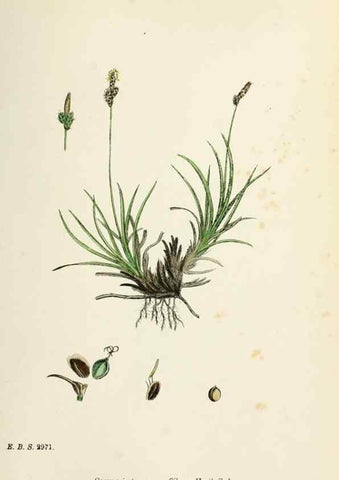 Reproducción/Reproduction 48750531106: English botany, or, Coloured figures of British plants /. London :R. Hardwicke,1863-1886.. 