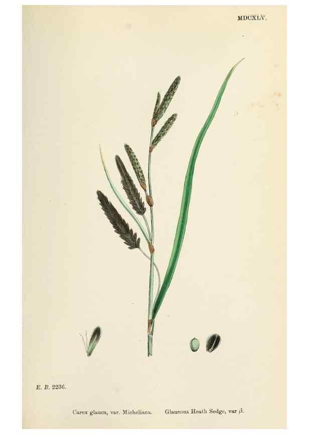 Reproducción/Reproduction 48750186923: English botany, or, Coloured figures of British plants /. London :R. Hardwicke,1863-1886.. 