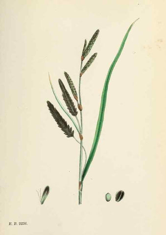 Reproducción/Reproduction 48750186923: English botany, or, Coloured figures of British plants /. London :R. Hardwicke,1863-1886.. 