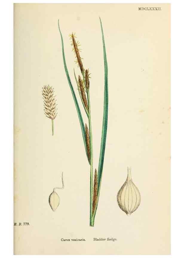 Reproducción/Reproduction 48750213933: English botany, or, Coloured figures of British plants /. London :R. Hardwicke,1863-1886.. 