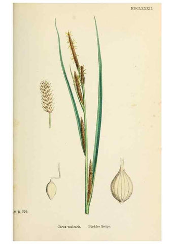 Reproducción/Reproduction 48750213933: English botany, or, Coloured figures of British plants /. London :R. Hardwicke,1863-1886.. 