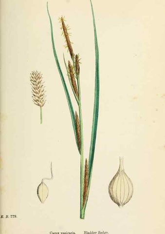 Reproducción/Reproduction 48750213933: English botany, or, Coloured figures of British plants /. London :R. Hardwicke,1863-1886.. 