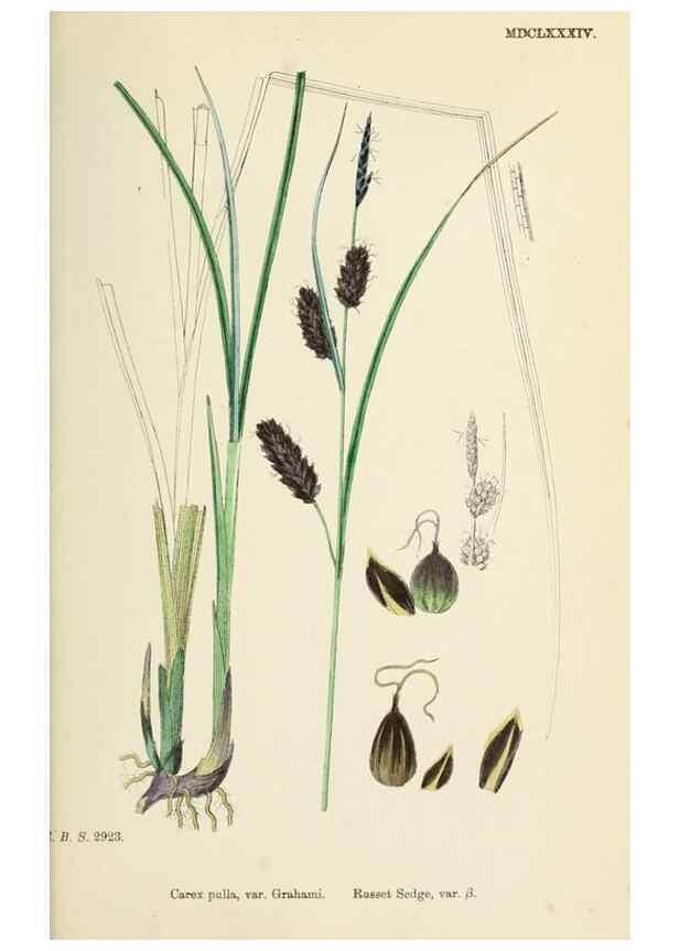 Reproducción/Reproduction 48750214628: English botany, or, Coloured figures of British plants /. London :R. Hardwicke,1863-1886.. 