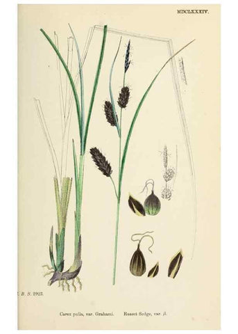 Reproducción/Reproduction 48750214628: English botany, or, Coloured figures of British plants /. London :R. Hardwicke,1863-1886.. 