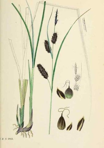 Reproducción/Reproduction 48750214628: English botany, or, Coloured figures of British plants /. London :R. Hardwicke,1863-1886.. 