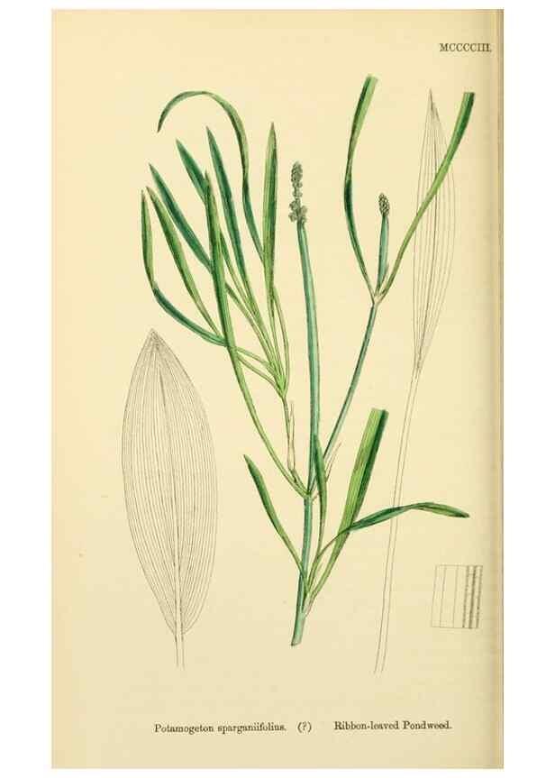 Reproducción/Reproduction 48753831491: English botany, or, Coloured figures of British plants /. London :R. Hardwicke,1863-1886.. 