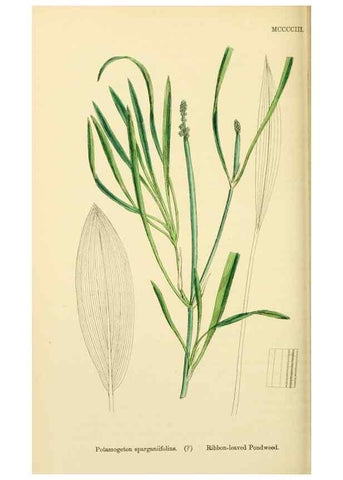Reproducción/Reproduction 48753831491: English botany, or, Coloured figures of British plants /. London :R. Hardwicke,1863-1886.. 