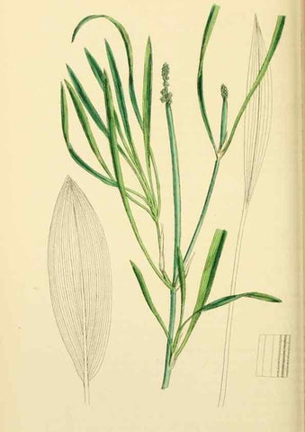 Reproducción/Reproduction 48753831491: English botany, or, Coloured figures of British plants /. London :R. Hardwicke,1863-1886.. 