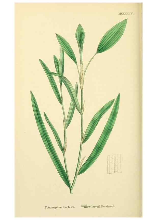 Reproducción/Reproduction 48753831751: English botany, or, Coloured figures of British plants /. London :R. Hardwicke,1863-1886.. 