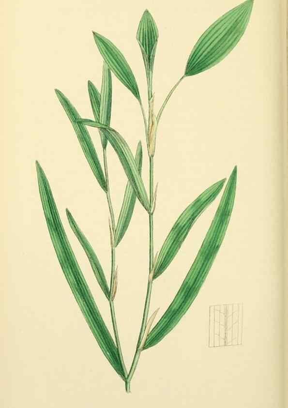 Reproducción/Reproduction 48753831751: English botany, or, Coloured figures of British plants /. London :R. Hardwicke,1863-1886.. 