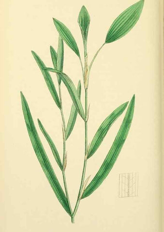 Reproducción/Reproduction 48753831751: English botany, or, Coloured figures of British plants /. London :R. Hardwicke,1863-1886.. 