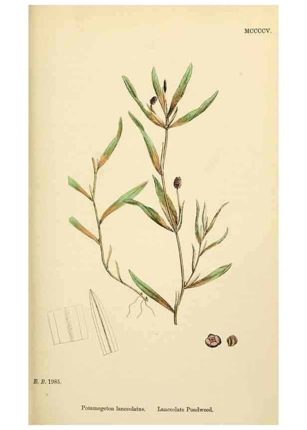 Reproducción/Reproduction 48753831996: English botany, or, Coloured figures of British plants /. London :R. Hardwicke,1863-1886.. 