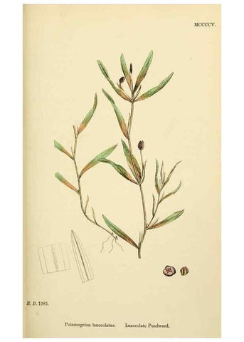Reproducción/Reproduction 48753831996: English botany, or, Coloured figures of British plants /. London :R. Hardwicke,1863-1886.. 