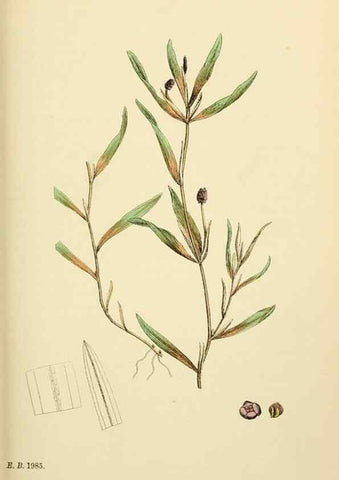 Reproducción/Reproduction 48753831996: English botany, or, Coloured figures of British plants /. London :R. Hardwicke,1863-1886.. 