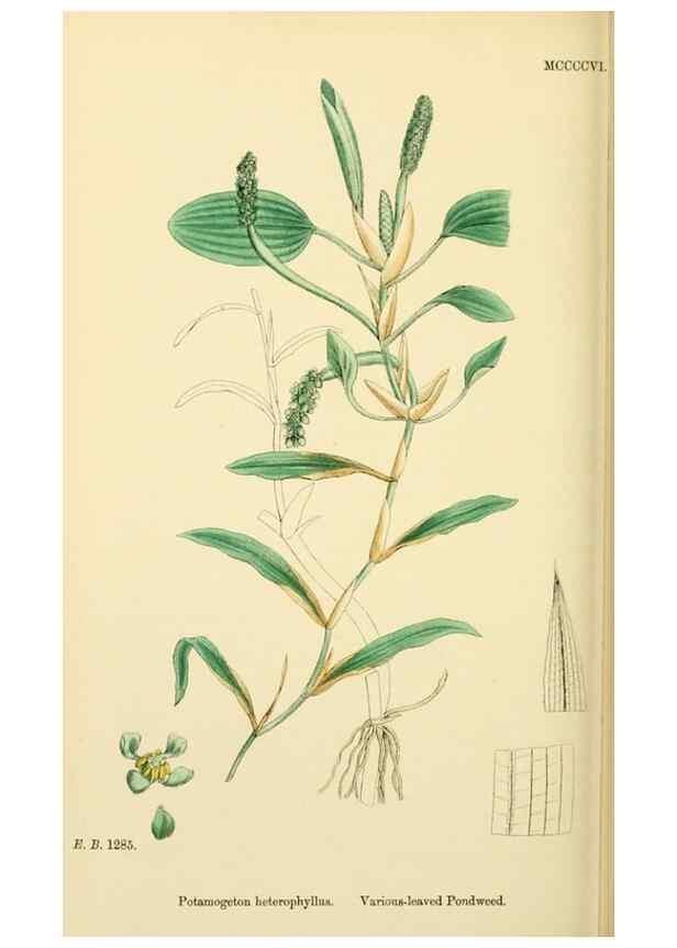 Reproducción/Reproduction 48754021887: English botany, or, Coloured figures of British plants /. London :R. Hardwicke,1863-1886.. 