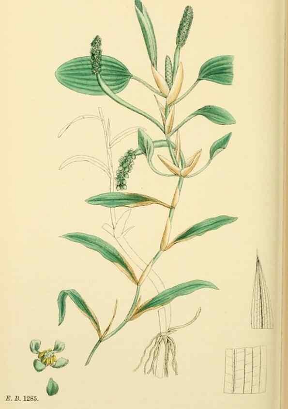 Reproducción/Reproduction 48754021887: English botany, or, Coloured figures of British plants /. London :R. Hardwicke,1863-1886.. 