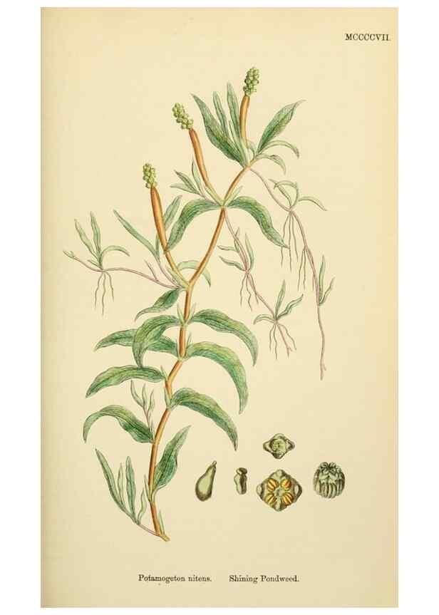 Reproducción/Reproduction 48753832581: English botany, or, Coloured figures of British plants /. London :R. Hardwicke,1863-1886.. 